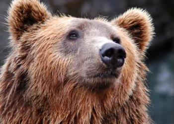 Yaponiyada ayı hücumları nəticəsində 10 nəfər ölüb – Ordu cəlb edildi