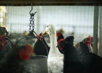 Quş qripi geri qayıtdı – Bu ölkədə 500 mindən çox heyvan tələf oldu