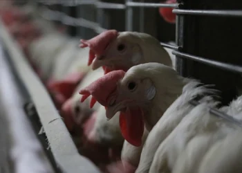 Bu ölkədə quş qripi üzə çıxdı – 460 min toyuq tələf oldu