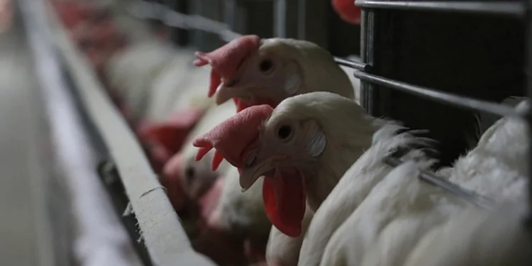 Bu ölkədə quş qripi üzə çıxdı - 460 min toyuq tələf oldu