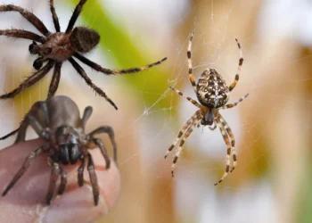 5 il onlarla birlikdə yaşadılar – Evlərindən 2 mindən çox hörümçək tapıldı