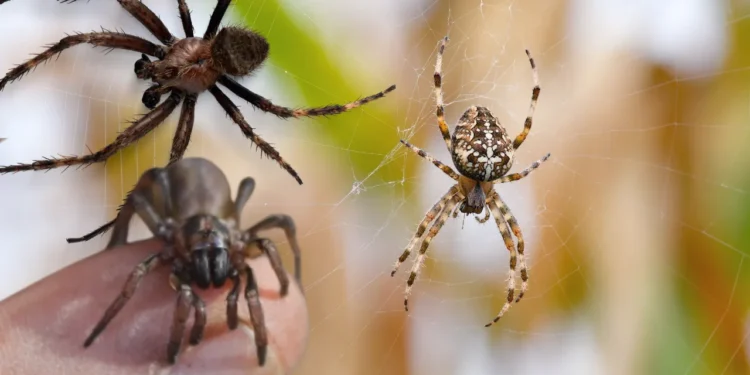 5 il onlarla birlikdə yaşadılar - Evlərindən 2 mindən çox hörümçək tapıldı