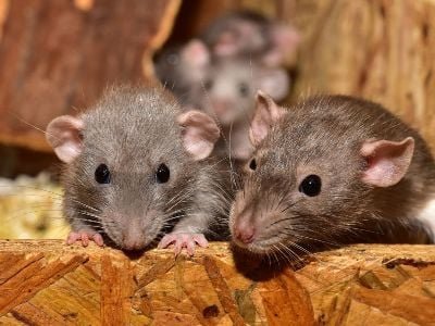 Polşanın bu şəhəri siçovullardan əziyyət çəkir