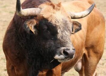 Maqadanda marixuana yetişdirən müəllim həbs edildi