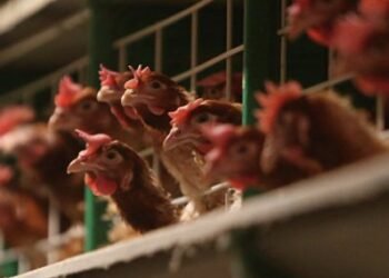 Bu ölkə quş qripi səbəbiylə yüksək riskli rejimə keçdi