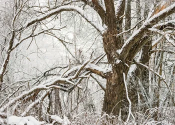 Bəzi ərazilərə qar yağır – FAKTİKİ HAVA