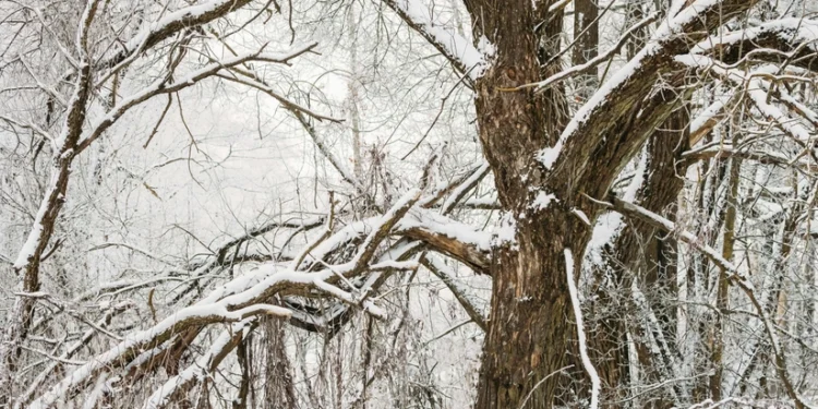 Bəzi ərazilərə qar yağır - FAKTİKİ HAVA