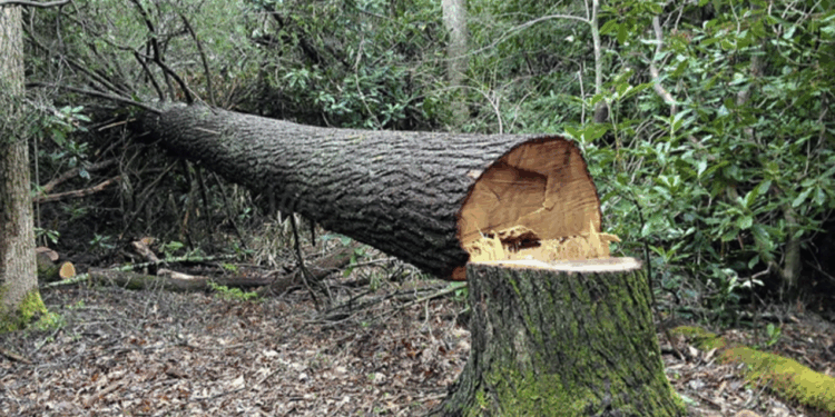 Bu ərazilərdə yaşıllıqlar qanunsuz kəsilib