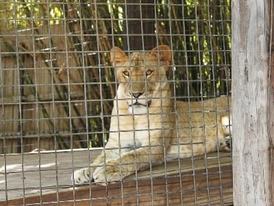 Braziliyada zooparkda dəhşətli olay: Şir onun qəfəsinə girən oğlanı öldürdü