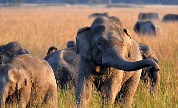 Hindistanda fil kəndlərə hücum çəkdi - 22 kəndli həlak oldu