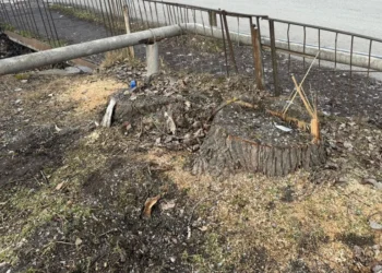 Oğuzda qanunsuz ağac kəsiminə görə cinayət işi başlanılıb