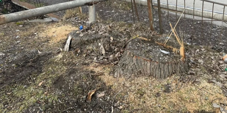 Oğuzda qanunsuz ağac kəsiminə görə cinayət işi başlanılıb