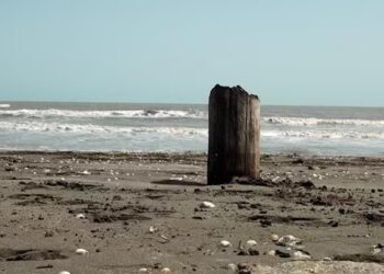 Xəzərdə ekoloji fəlakət: suitilər və balıqlar kütləvi şəkildə tələf olur