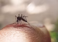 Gürcüstanda təhlükəli virus aşkarlandı - Həyəcan təbili çalındı