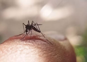 Gürcüstanda təhlükəli virus aşkarlandı - Həyəcan təbili çalındı